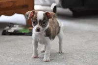 Rocky, a male Chihuahua for sale in Millersburg, OH – 2 of 9
