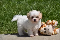 Tootsie, a female Maltipoo for sale in Millersburg, OH – 5 of 10