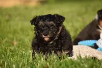 Stoker, a male Poodle - Toy  and Morkie for sale in Millersburg, OH – 6 of 10