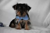 Blake, a male Yorkshire Terrier for sale in Millersburg, OH – 6 of 8