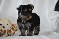 Zane, a male Yorkshire Terrier for sale in Millersburg, OH – 4 of 10