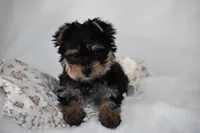 Buttons, a male Yorkshire Terrier for sale in Millersburg, OH – 8 of 10