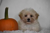 Grant, a male Maltipoo for sale in Millersburg, OH – 5 of 10