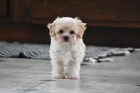 Biscuit, a male Maltipoo for sale in Millersburg, OH – 2 of 7