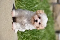 Tootsie, a female Maltipoo for sale in Millersburg, OH – 2 of 10