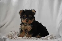 Fairy, a female Yorkshire Terrier for sale in Millersburg, OH – 4 of 7