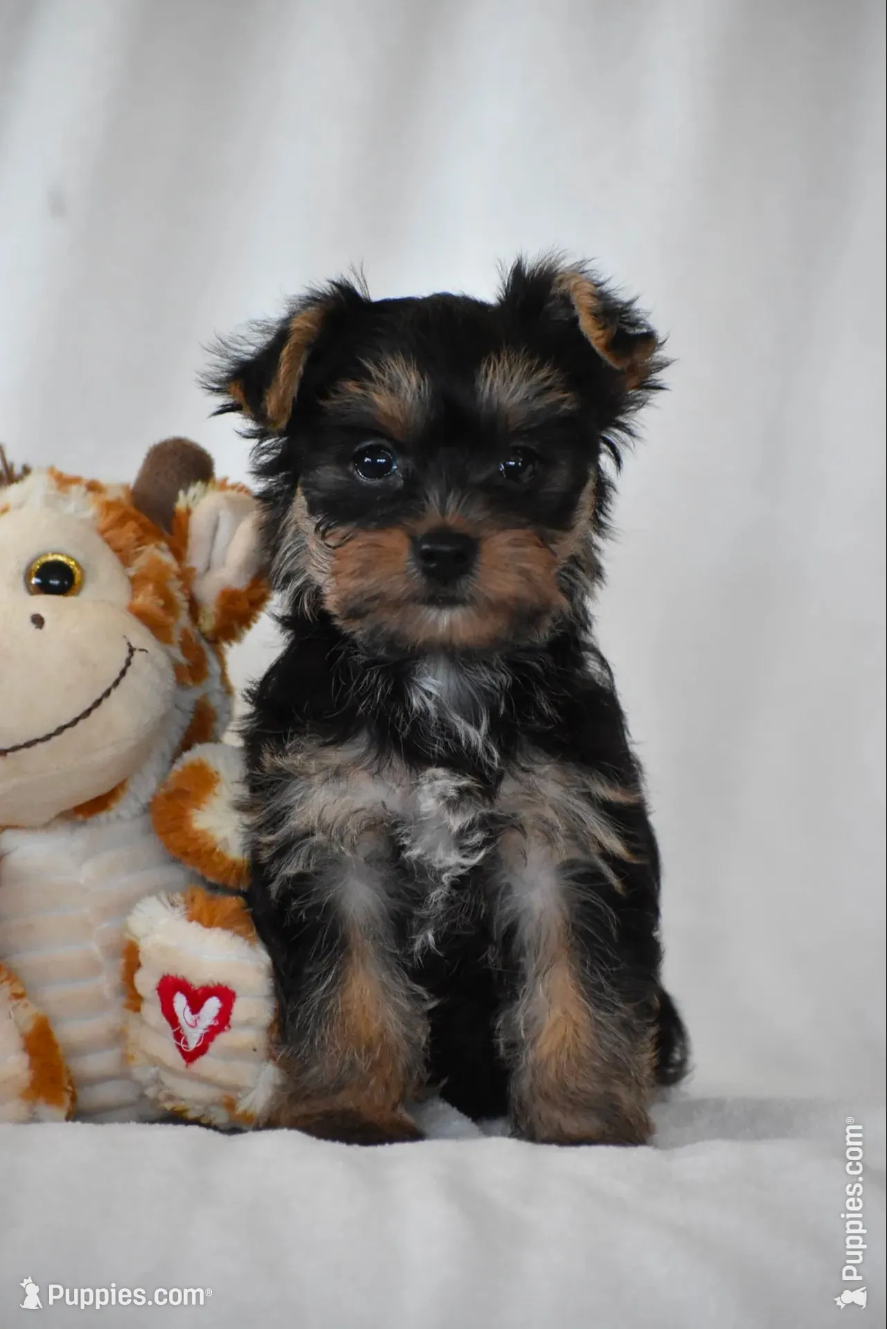 Zane, a male Yorkshire Terrier for sale in Millersburg, OH – 1 of 10