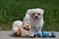 Ace, a male Maltipoo for sale in Millersburg, OH – 7 of 10