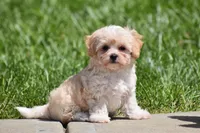 Biscuit, a male Maltipoo for sale in Millersburg, OH – 6 of 7