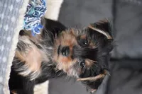 Blake, a male Yorkshire Terrier for sale in Millersburg, OH – 4 of 8