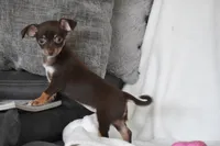 Rolo, a female Chihuahua for sale in Millersburg, OH – 2 of 10