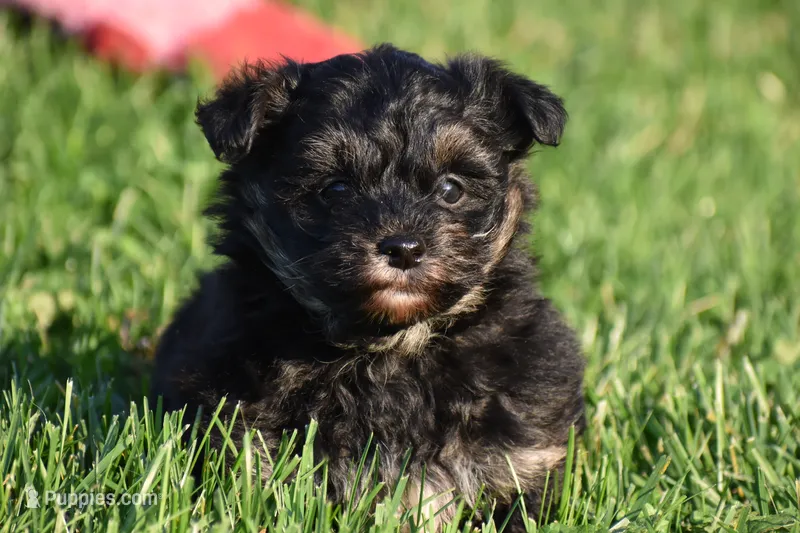 Stoker – Poodle - Toy , Morkie puppy for sale in Millersburg, OH