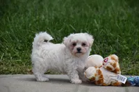 Ace, a male Maltipoo for sale in Millersburg, OH – 6 of 10
