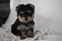 Buttons, a male Yorkshire Terrier for sale in Millersburg, OH – 9 of 10