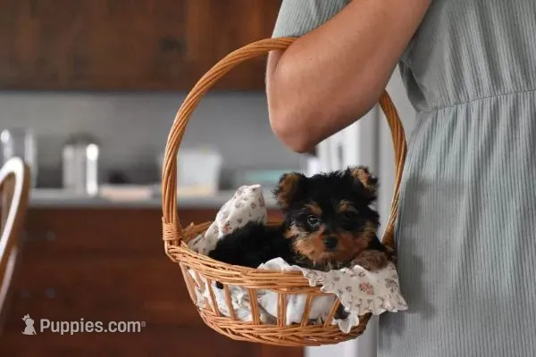 Fairy – Yorkshire Terrier puppy for sale in Millersburg, OH