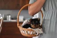 Fairy, a female Yorkshire Terrier for sale in Millersburg, OH – 1 of 7