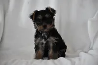 Zane, a male Yorkshire Terrier for sale in Millersburg, OH – 7 of 10