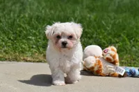 Ace, a male Maltipoo for sale in Millersburg, OH – 8 of 10