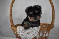 Buttons, a male Yorkshire Terrier for sale in Millersburg, OH – 4 of 10