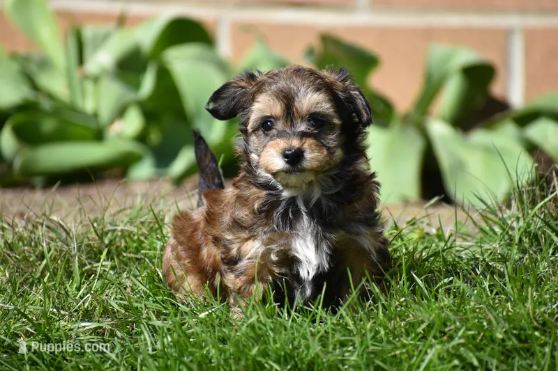 Frankie – Poodle - Toy , Morkie puppy for sale in Millersburg, OH