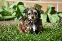 Frankie, a male Poodle - Toy  and Morkie for sale in Millersburg, OH – Photo 7 of 7