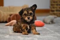 Frankie, a male Poodle - Toy  and Morkie for sale in Millersburg, OH – Photo 6 of 7