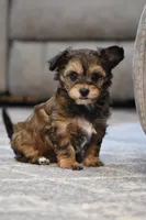 Frankie, a male Poodle - Toy  and Morkie for sale in Millersburg, OH – Photo 4 of 7