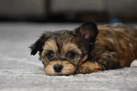 Frankie, a male Poodle - Toy  and Morkie for sale in Millersburg, OH – Photo 5 of 7