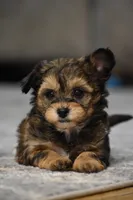 Frankie, a male Poodle - Toy  and Morkie for sale in Millersburg, OH – Photo 3 of 7