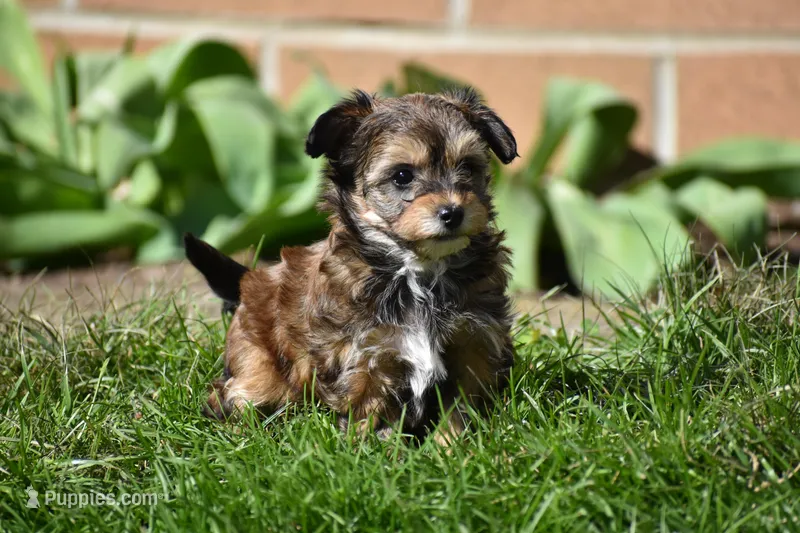 Frankie – Poodle - Toy , Morkie puppy for sale in Millersburg, OH