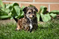 Frankie, a male Poodle - Toy  and Morkie for sale in Millersburg, OH – Photo 1 of 7
