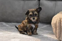 Frankie, a male Poodle - Toy  and Morkie for sale in Millersburg, OH – Photo 2 of 7