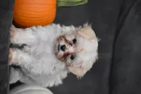 Pippi, a female Maltipoo for sale in Millersburg, OH – 2 of 7
