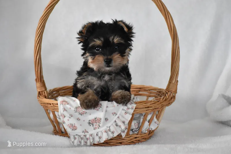 Buttons – Yorkshire Terrier puppy for sale in Millersburg, OH