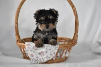 Buttons, a male Yorkshire Terrier for sale in Millersburg, OH – 1 of 10