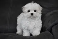 Teddy, a male Maltese for sale in Millersburg, OH – 10 of 10