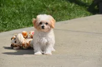 Biscuit, a male Maltipoo for sale in Millersburg, OH – 3 of 10