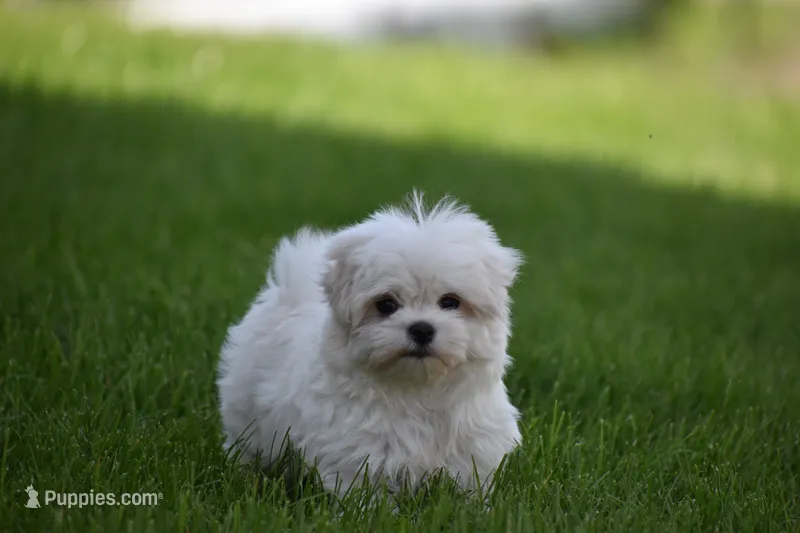 Teddy – Maltese puppy for sale in Millersburg, OH