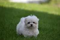Teddy, a male Maltese for sale in Millersburg, OH – 1 of 10