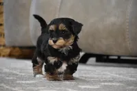 Trooper, a male Poodle - Toy  and Morkie for sale in Millersburg, OH – Photo 7 of 10