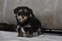 Trooper, a male Poodle - Toy  and Morkie for sale in Millersburg, OH – Photo 6 of 10