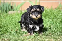 Trooper, a male Poodle - Toy  and Morkie for sale in Millersburg, OH – Photo 1 of 10