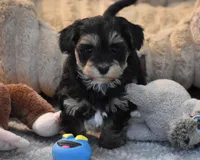 Trooper, a male Poodle - Toy  and Morkie for sale in Millersburg, OH – Photo 3 of 10