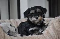 Trooper, a male Poodle - Toy  and Morkie for sale in Millersburg, OH – Photo 4 of 10