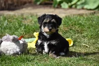 Trooper, a male Poodle - Toy  and Morkie for sale in Millersburg, OH – Photo 10 of 10