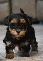 Trooper, a male Poodle - Toy  and Morkie for sale in Millersburg, OH – Photo 5 of 10
