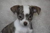Rocky, a male Chihuahua for sale in Millersburg, OH – 7 of 9