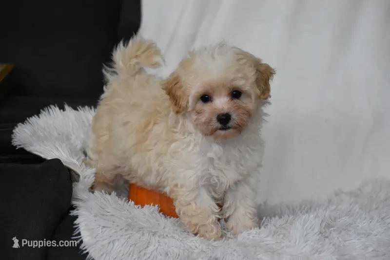 Grant – Maltipoo puppy for sale in Millersburg, OH
