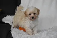 Grant, a male Maltipoo for sale in Millersburg, OH – 1 of 10