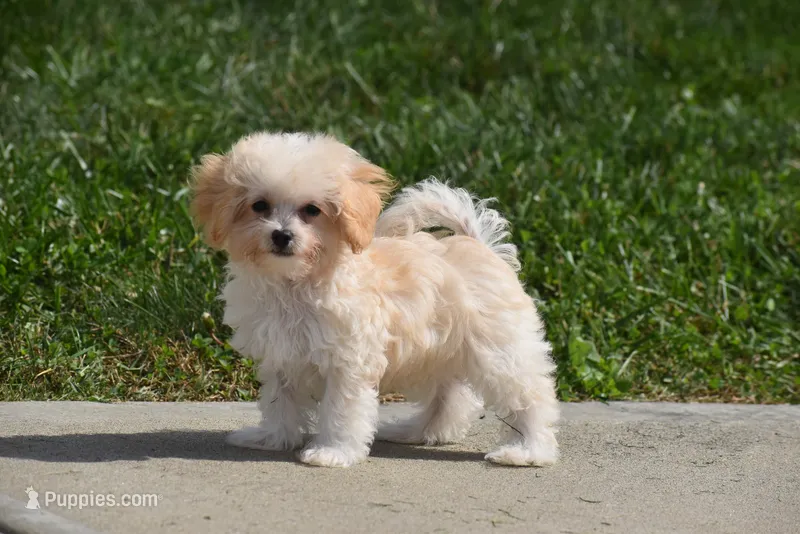 Biscuit – Maltipoo puppy for sale in Millersburg, OH
